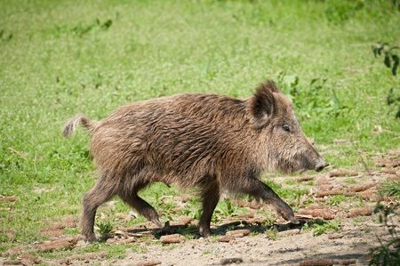 Men Hunt and Eat Infected Boar - Tioga Ranch