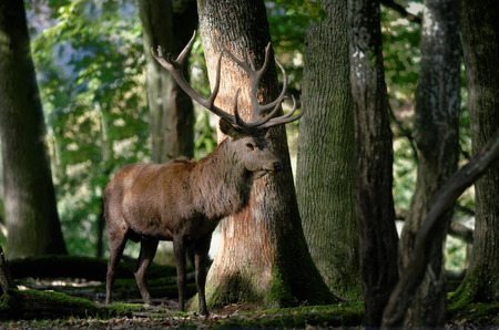 Guided Big Game Hunts Near Bridgeport, CT at Tioga Boar Hunting