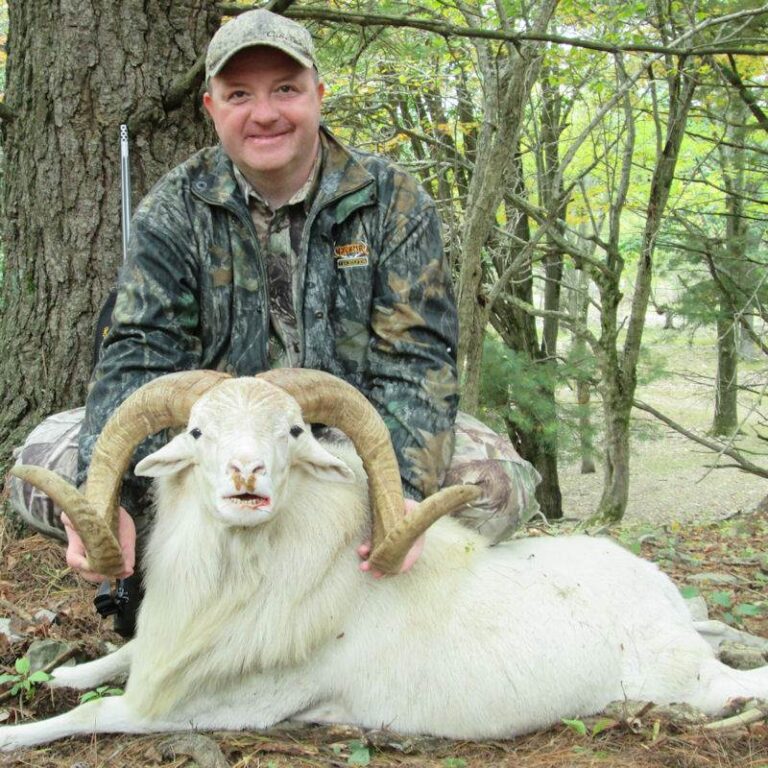 Guided Texas Dall Ram Hunts - Affordable Hunting Trips in PA | Tioga ...